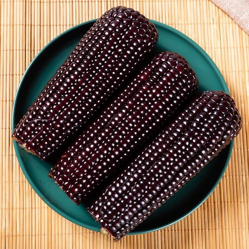 【大圆专属】东北大黑糯玉米黏非转基因低脂代餐玉米