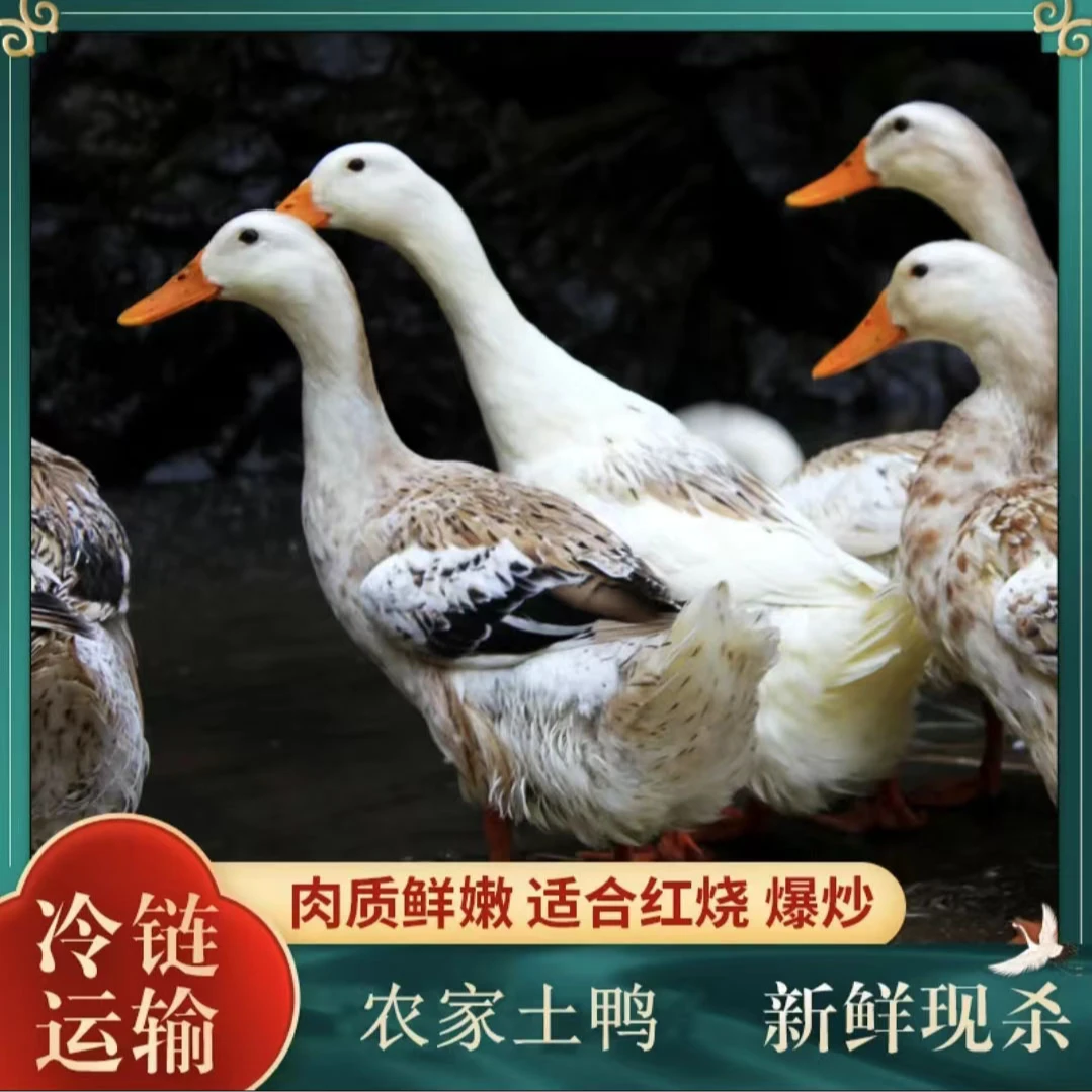 【拍1发2】农村散养土鸭整只不带掌翅冷链包邮带箱5斤