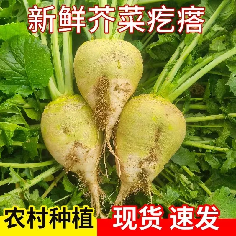 15颗 小芥菜疙瘩 带秧发 咸菜疙瘩现挖  现发 新鲜出土