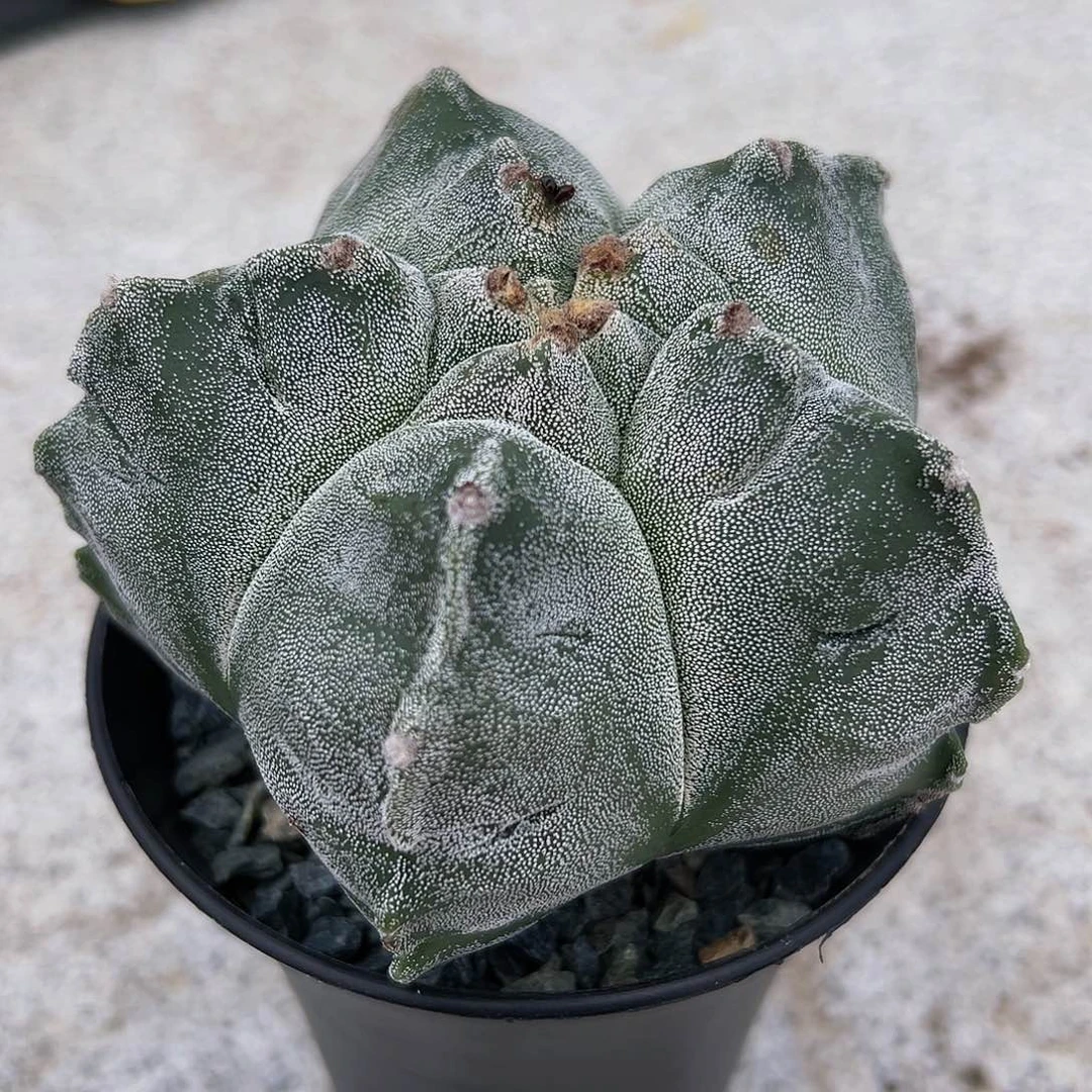龟甲银沙 。