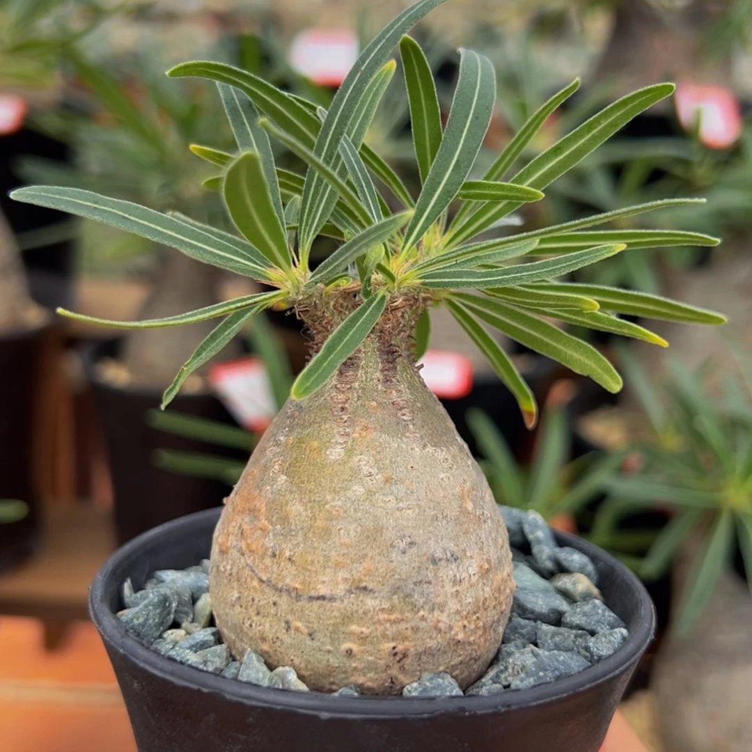 象牙宫。  熟桩。