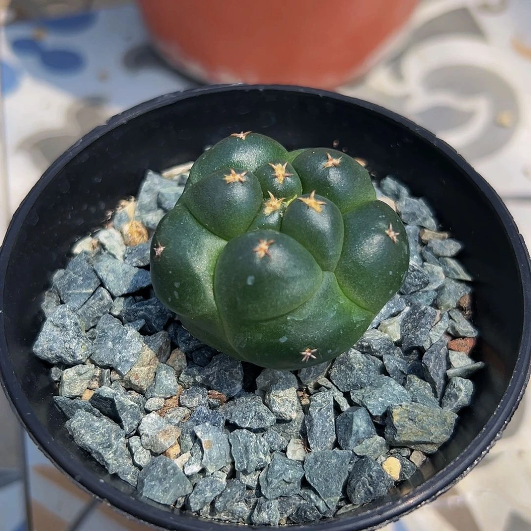 短刺獠牙 。