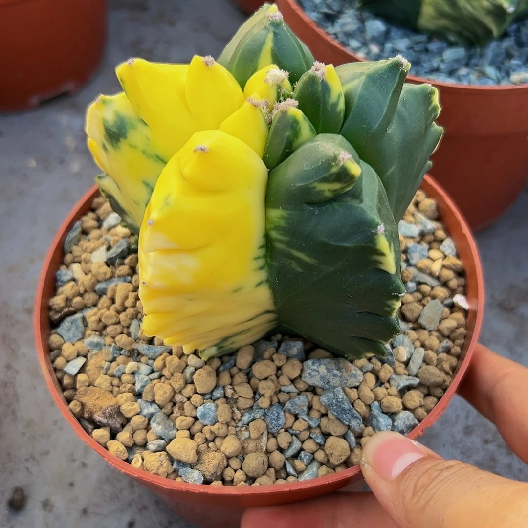 龟甲锦 。