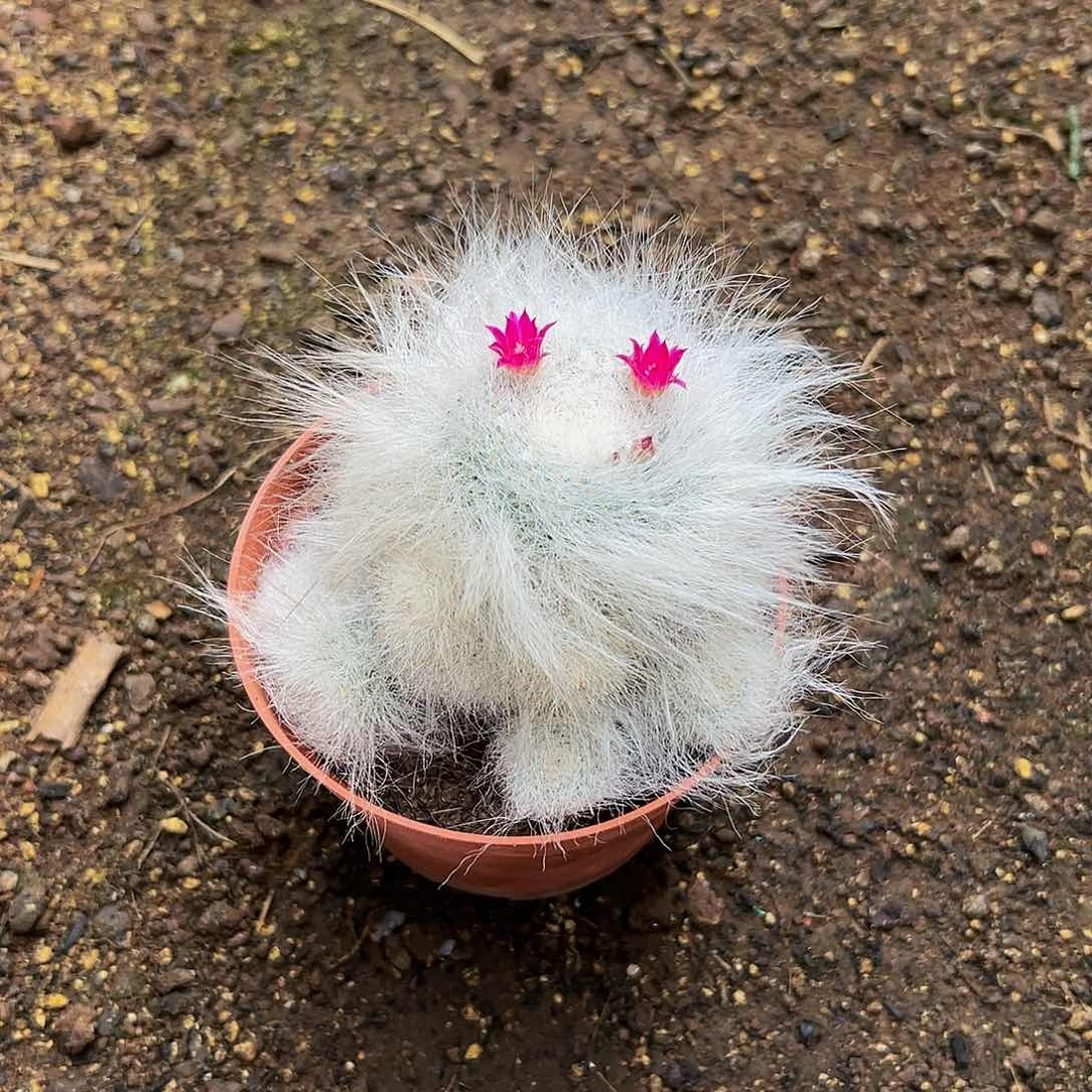 穴猿玉翁 。