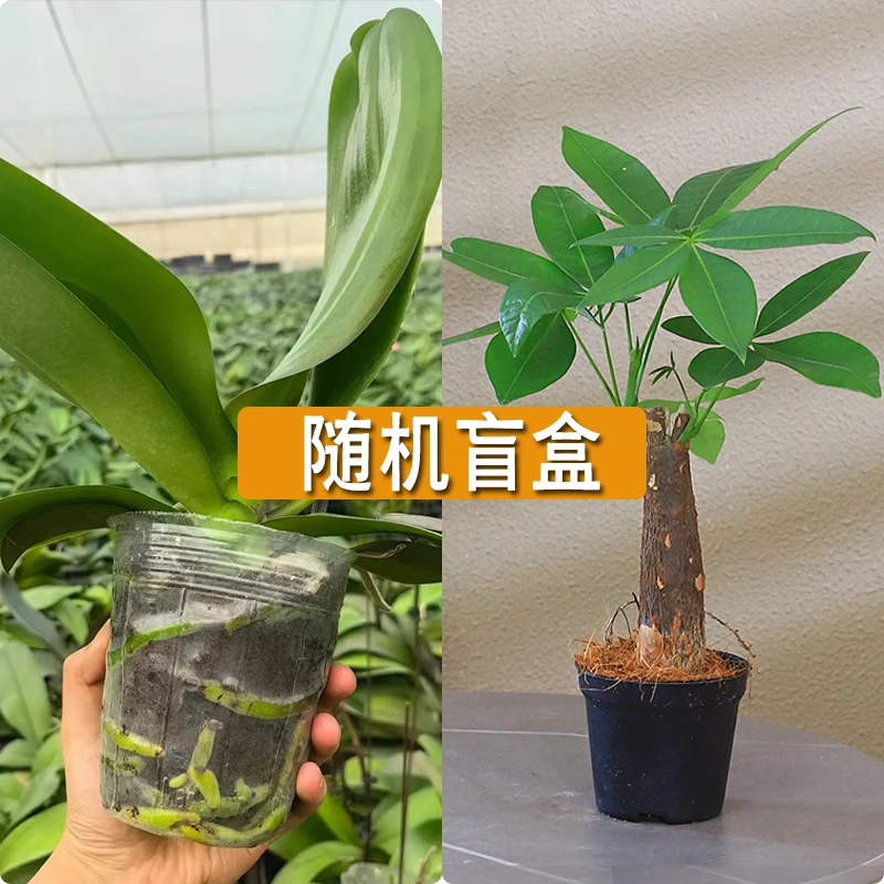 蝴蝶兰花后苗 发财树 随机发货