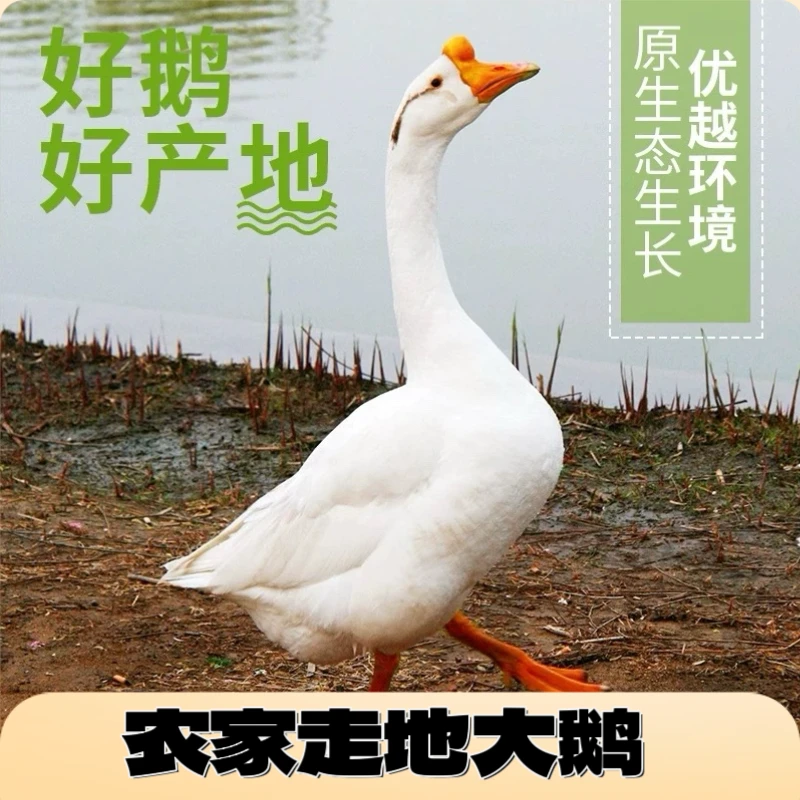 溪月鲜农家整只大鹅，走地鹅，只带心肝，铁锅红烧，鲜嫩可口