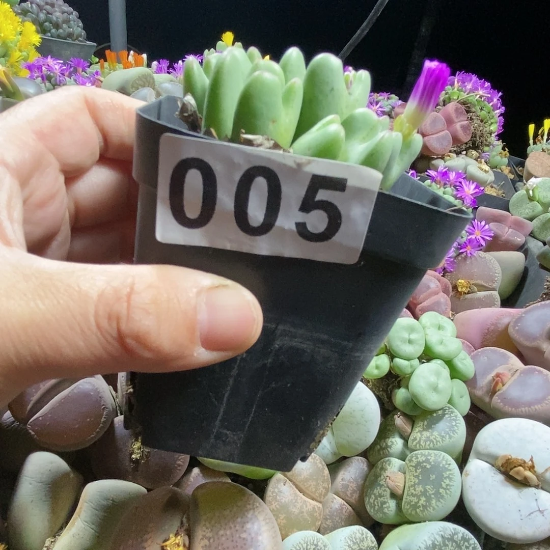 少将一物一拍005