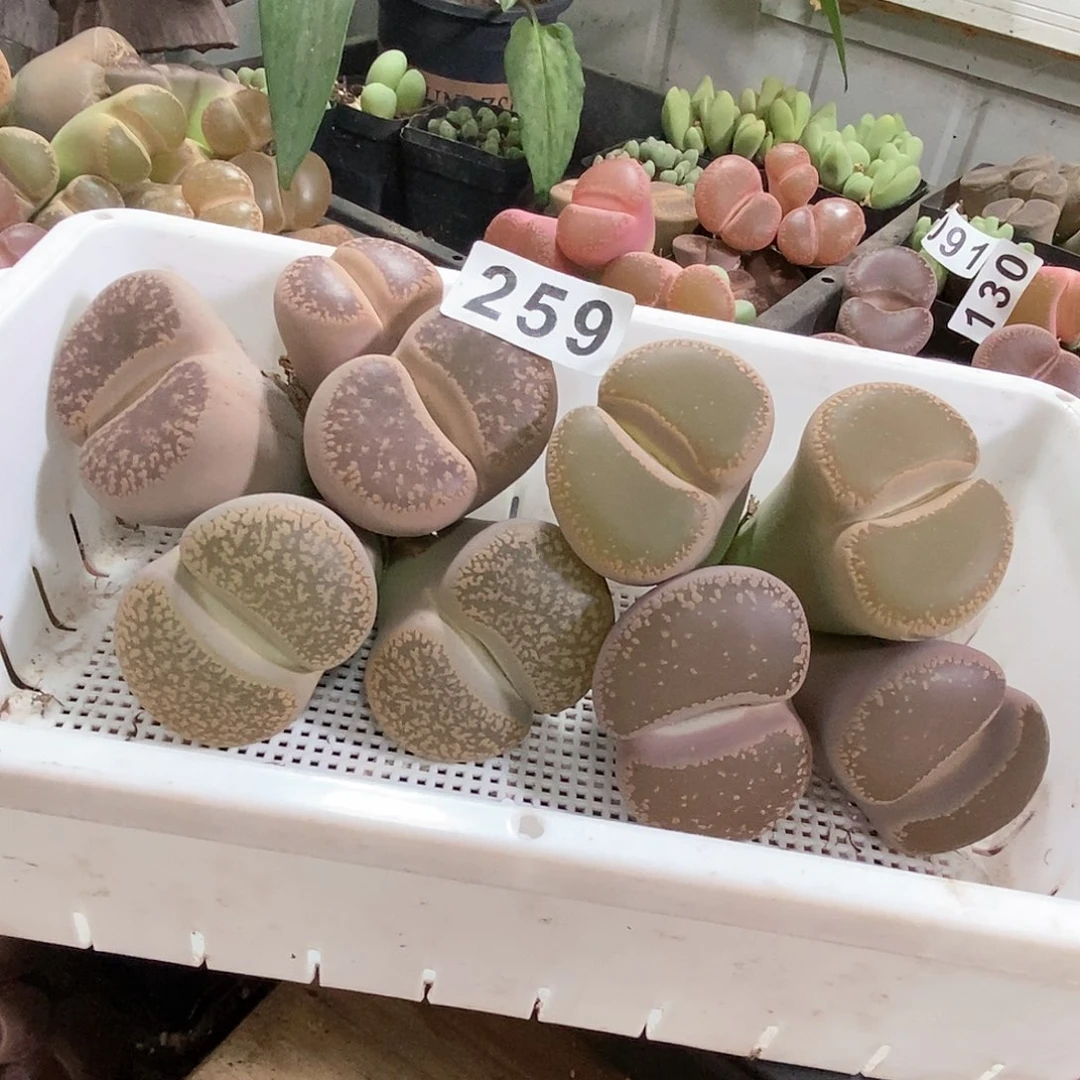 生石花一物一拍259