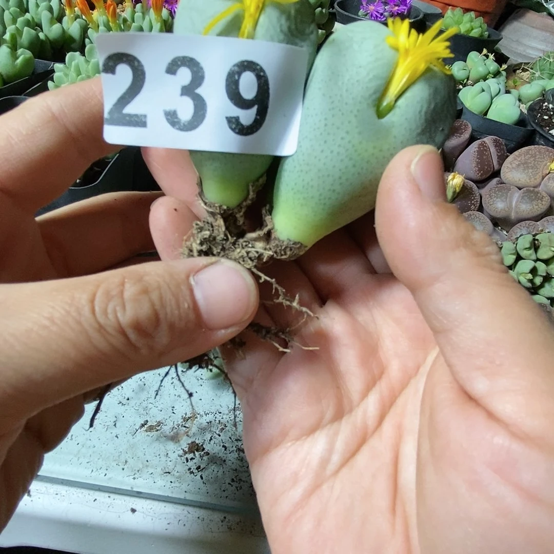 少将一物一拍239