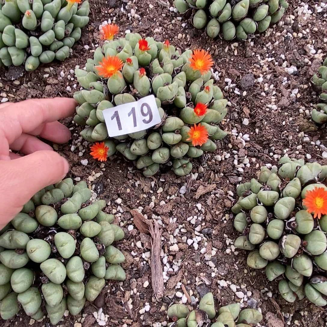 少将一物一拍119