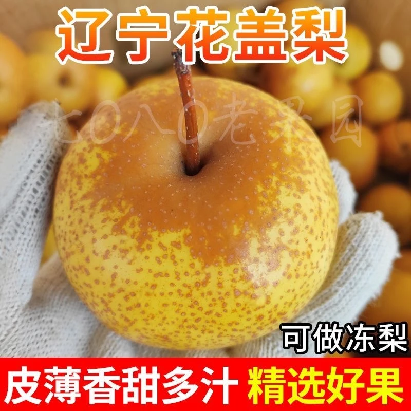 鞍山花盖梨、净果5斤、包邮到家