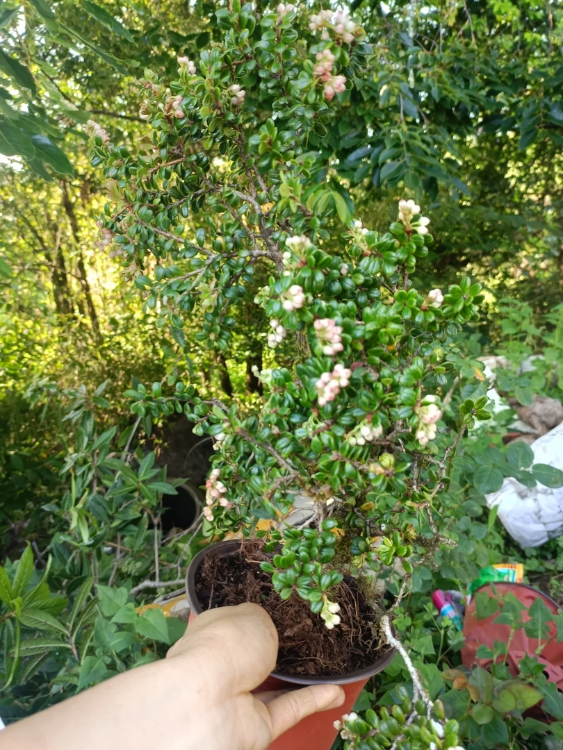 越橘，杜鹃花科越橘属植物。盆景素材，能开花结果，四季常青。