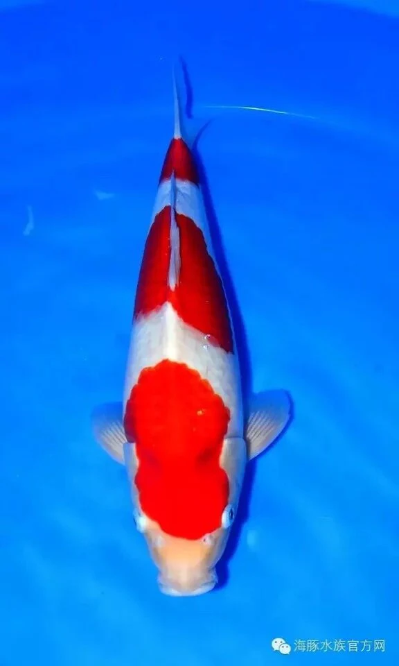 精品锦鲤小当岁红白大正（顺丰包活包邮）