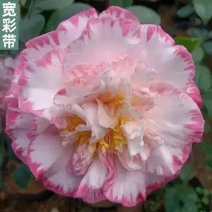 【宽彩带女皇二号】澳大利亚茶花品种