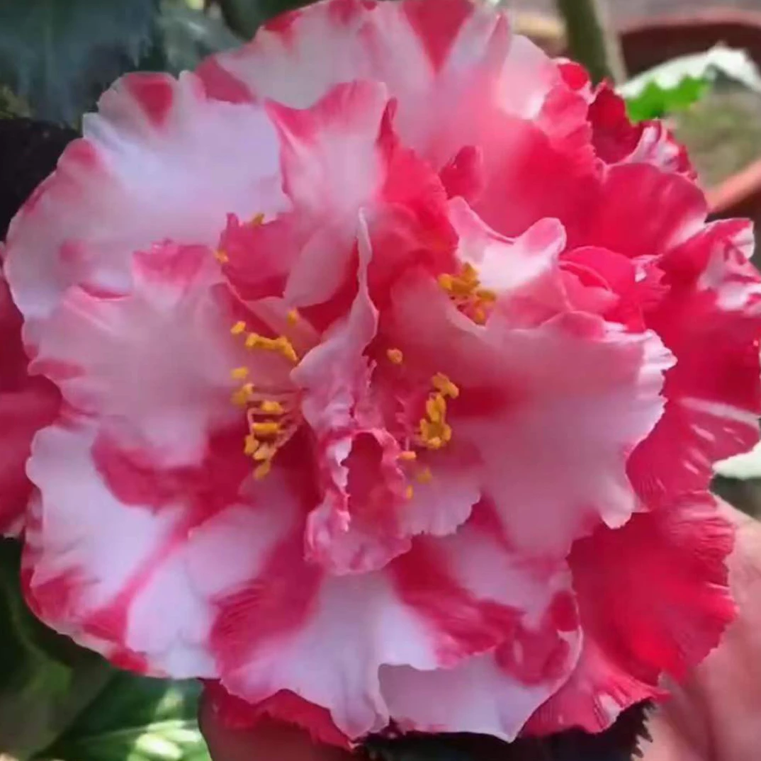 【花皱奇】复色褶皱型茶花品种不带苞