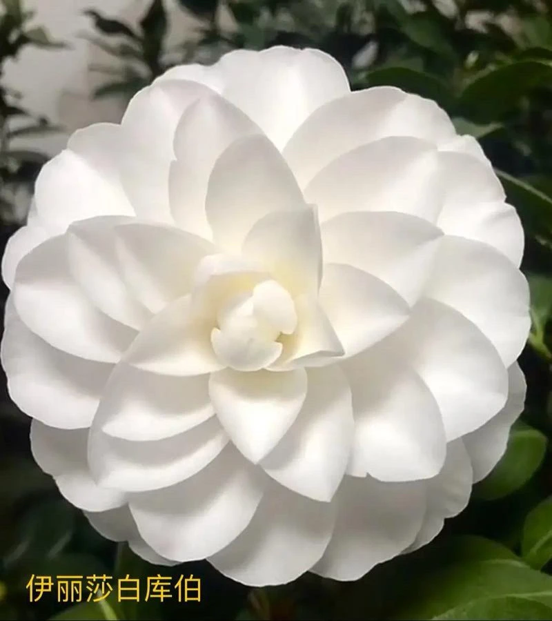 【伊丽莎白库伯茶花】纯洁无暇高雅浪漫