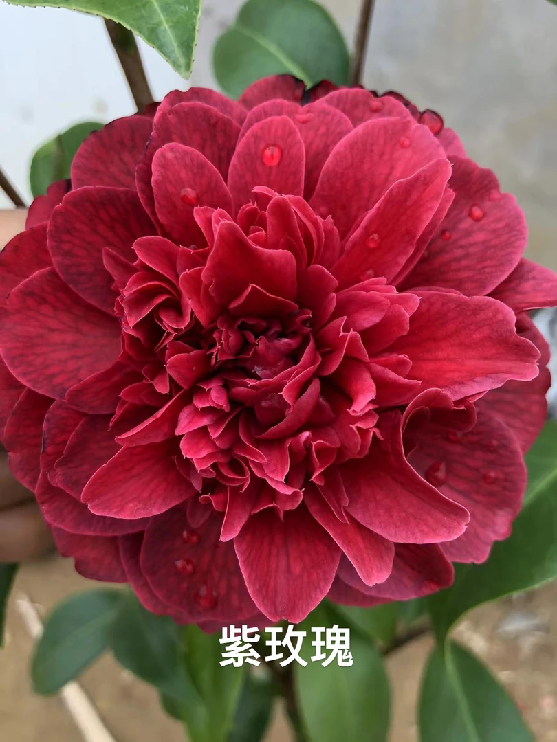 【海角乐园紫玫瑰茶花】能文能武的紫红色品种