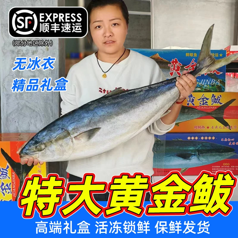 〖开海新货〗特大黄金鲅鱼 黄鰤鱼 新鲜速冻 海鱼 整条礼盒发货
