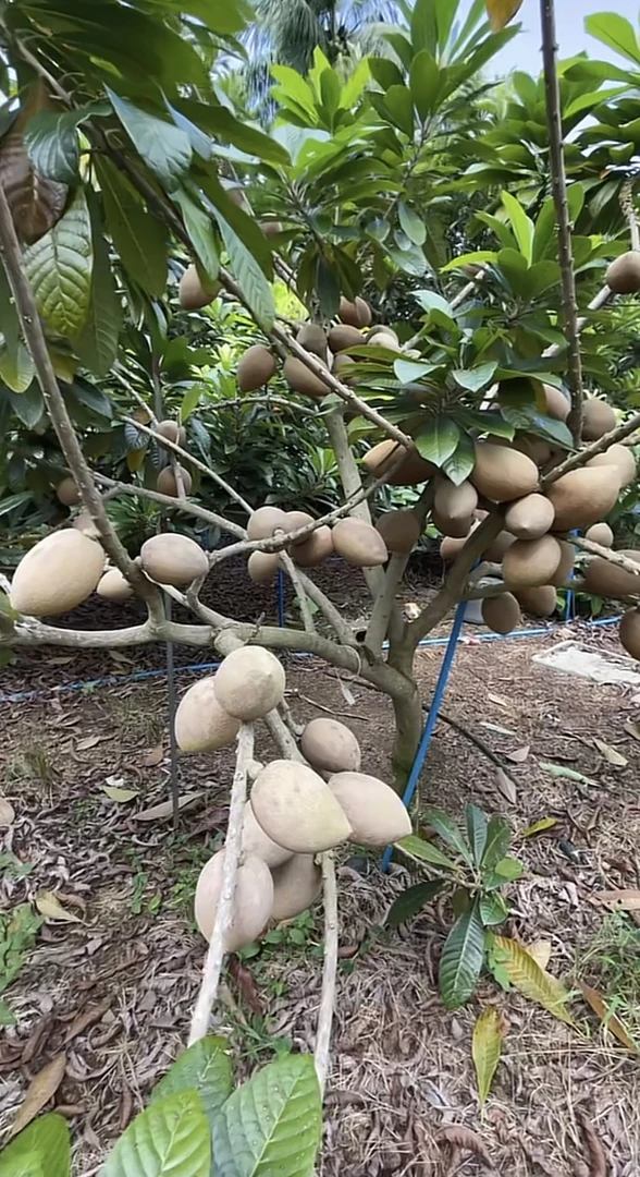 花果山精选绿植 一物一拍