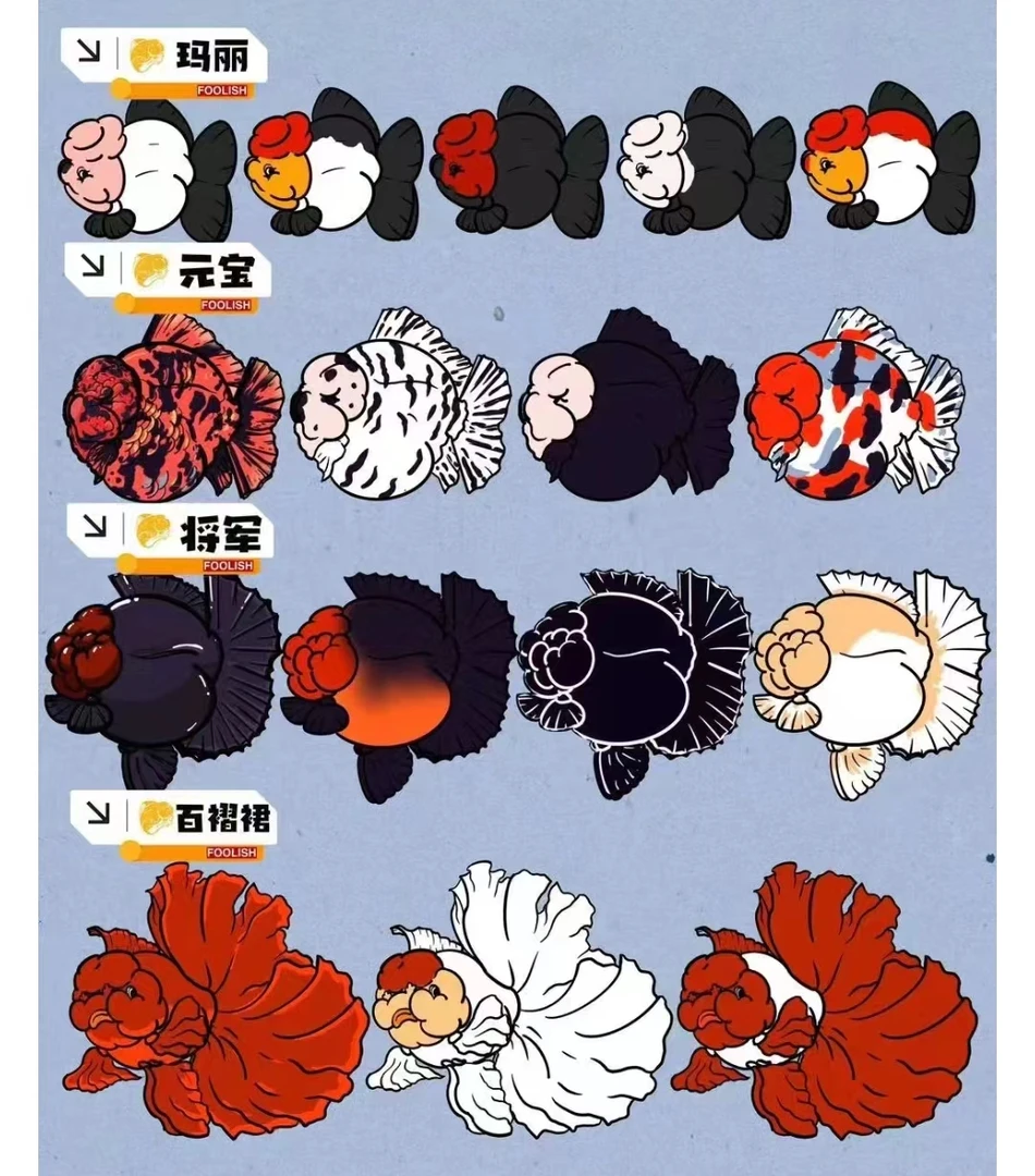 玛丽兰寿泰狮金鱼广温淡水鱼苗青皮盲盒