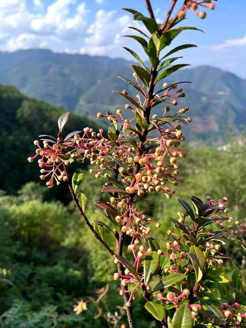 五翅莓 吊金钟 四季常青不落叶
