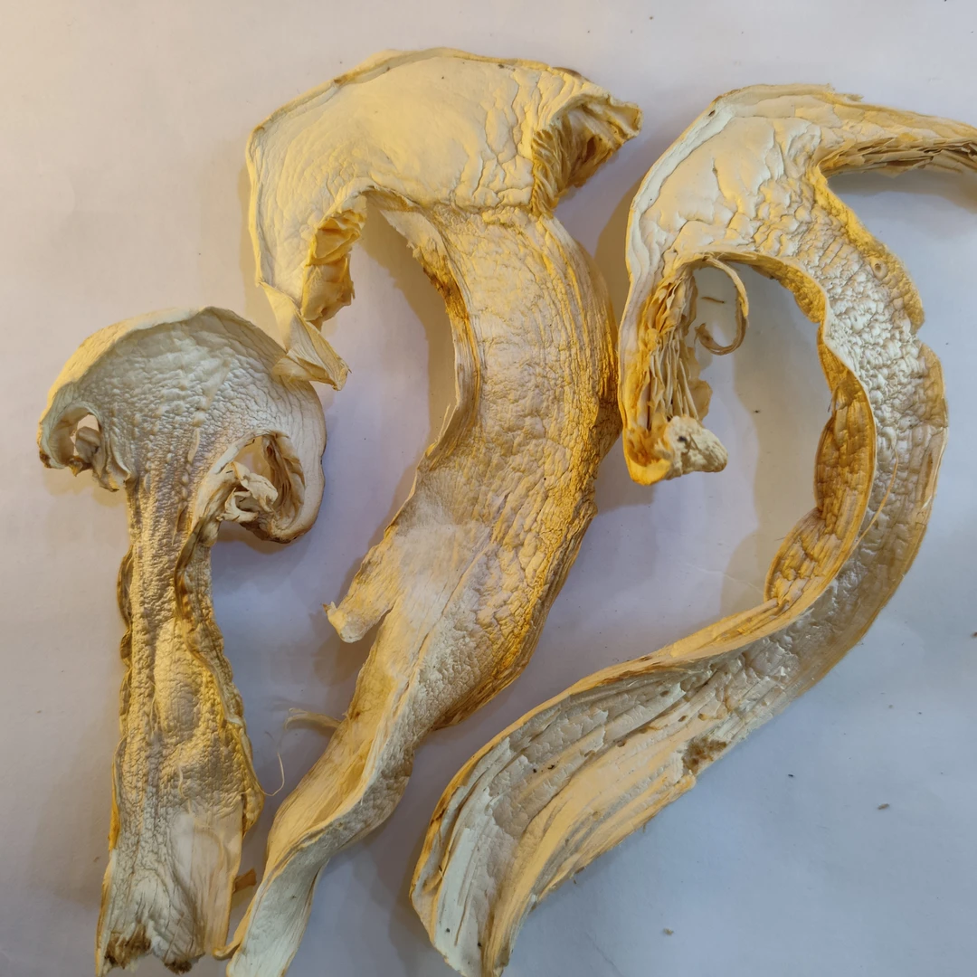 云南特产松茸干货食用菌香格里拉松茸菌子100g