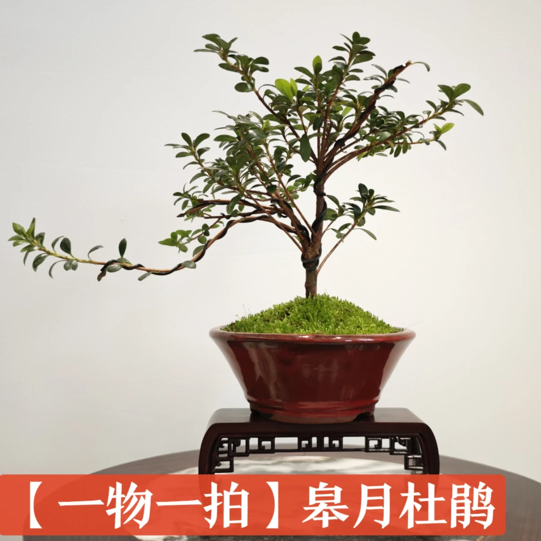 【一物一拍】皋月杜鹃造型盆景 高月杜鹃春季养护开花土壤种植季节