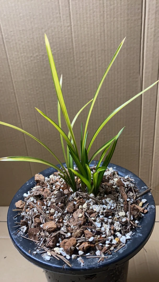 蕙兰春兰九头兰艺草盆栽预付款专用