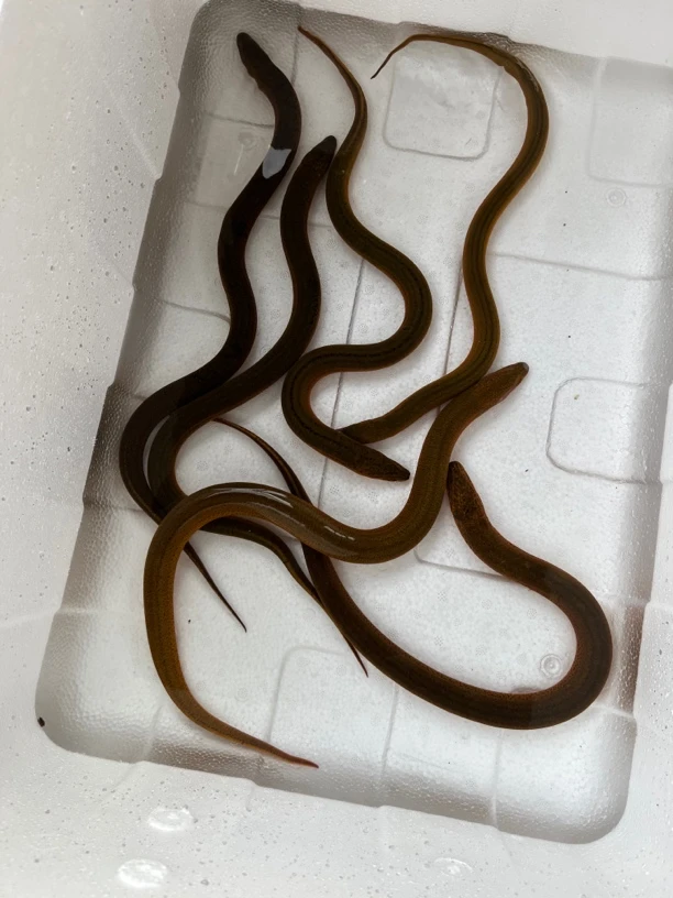 秧田一两以下野生黄鳝3斤鲜活发货