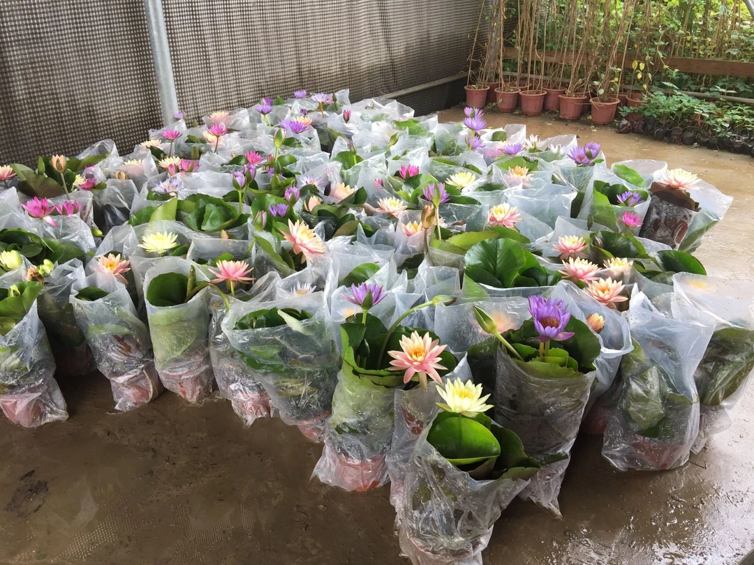 睡莲盆栽带花苞原盆原土莲花水培植物鲜花水养庭院水池塘四季花开