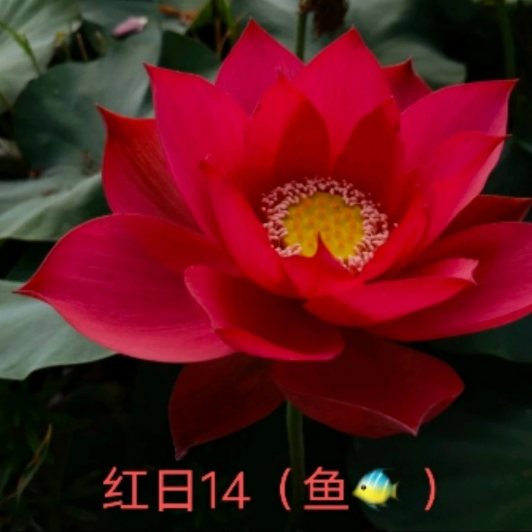 中型盆栽池栽观赏荷花藕大全