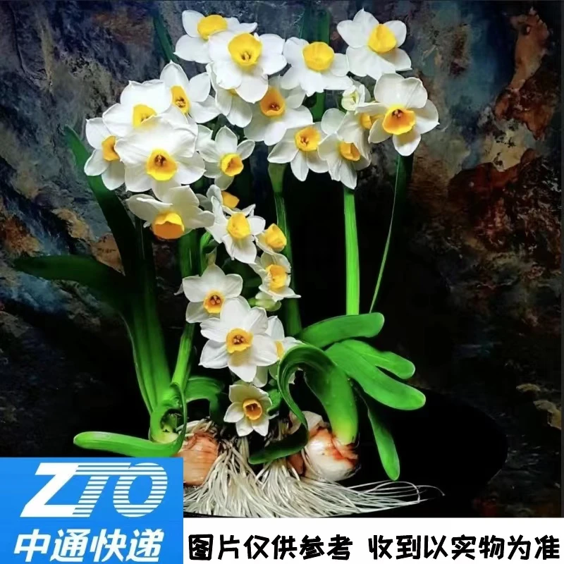 【专属】水仙种球 1盘(新)室内客厅植物可水培土培耐寒云南鲜花绿植
