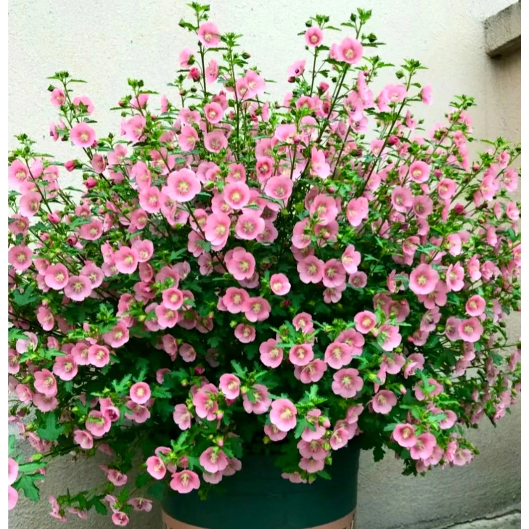 【梦宇】木槿 粉色耐寒四季开花庭院阳台盆栽 云南鲜花绿植