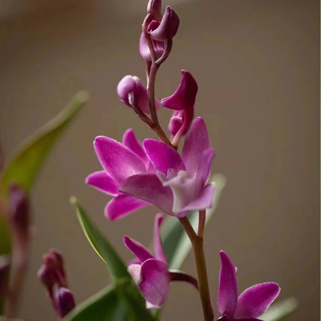 【梦宇】粉精灵 带花剑小黑盆 澳洲香水石斛紫色花云南鲜花绿植