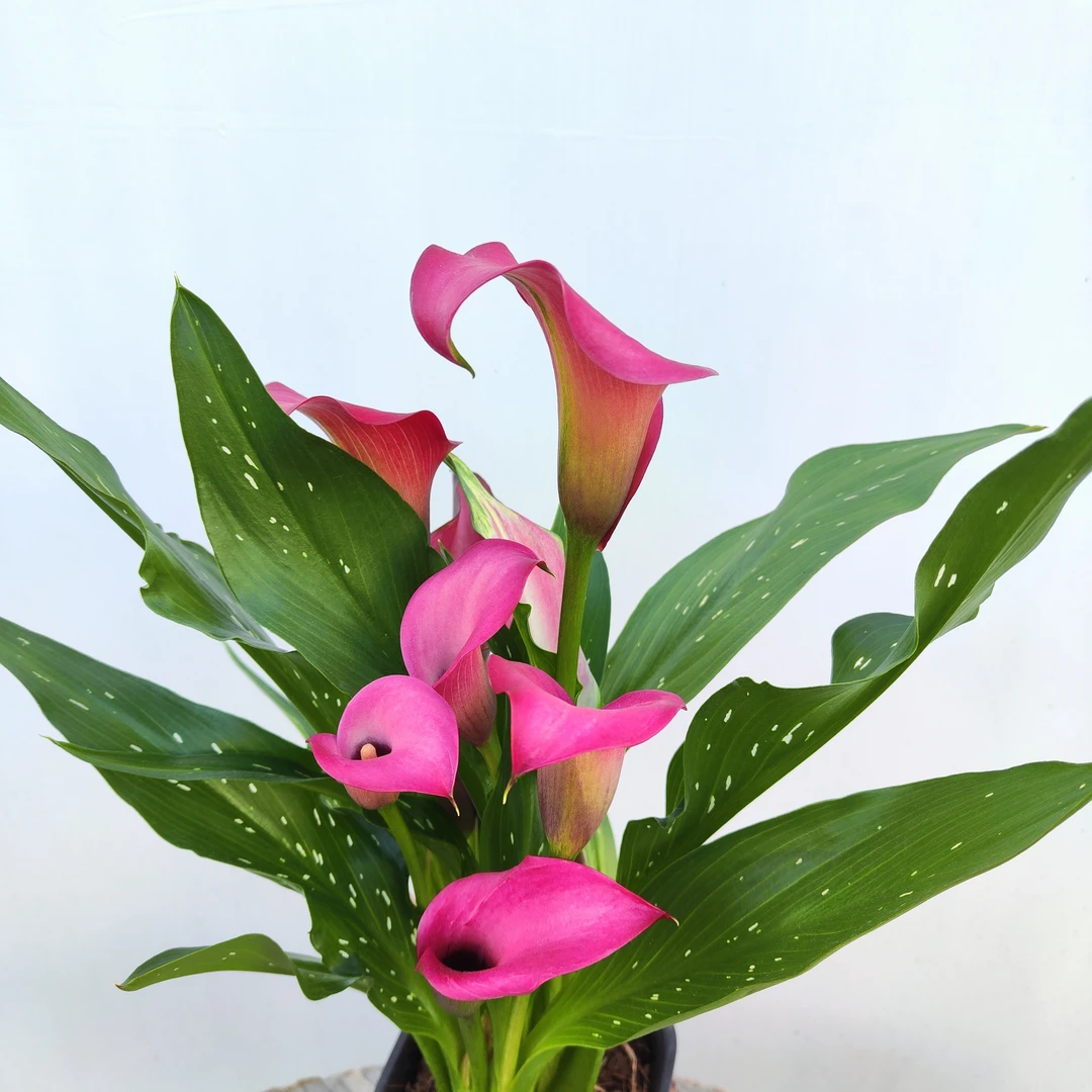 【梦宇】粉色马蹄莲盆栽 耐寒花期长室内阳台云南鲜花绿植