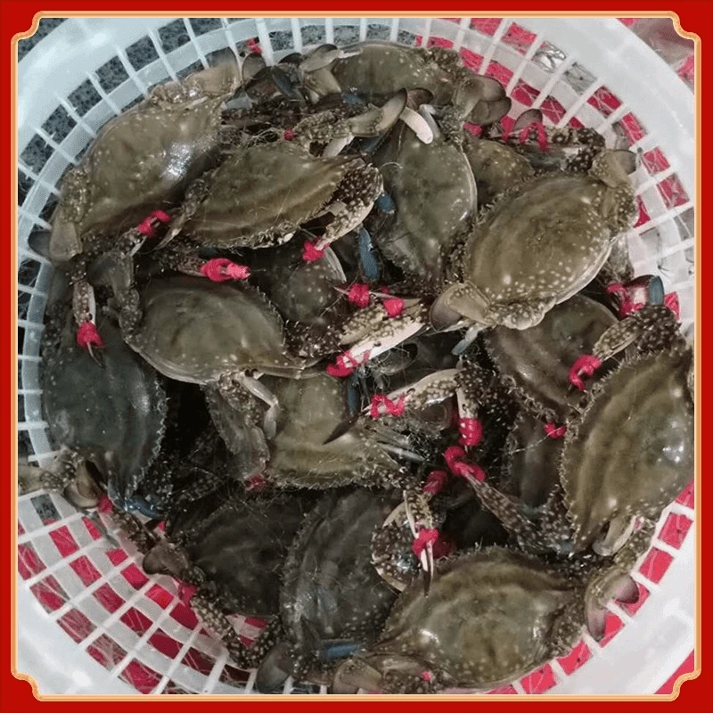 【保鲜不保活】公蟹  残蟹每斤2-4只（每只2-4两）2斤-6斤 去皮筋发货