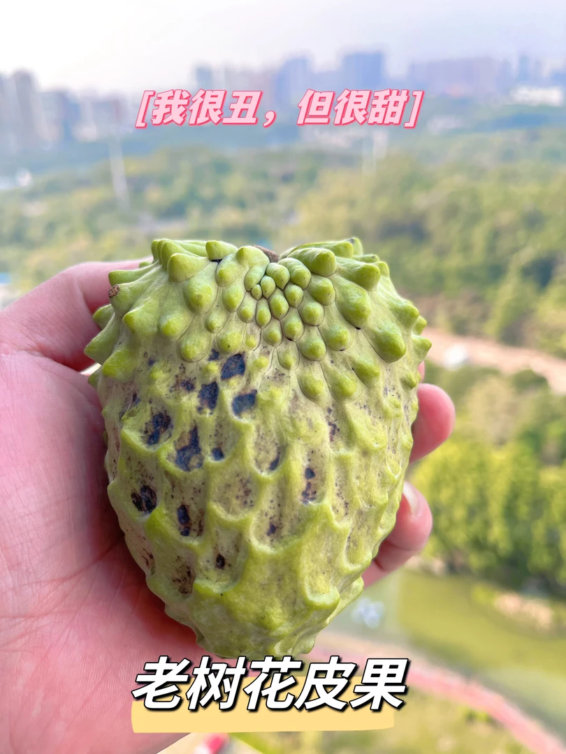 【老树小果】（2斤送1斤到手3斤）牛奶凤梨释迦果摩尼佛头果番荔枝