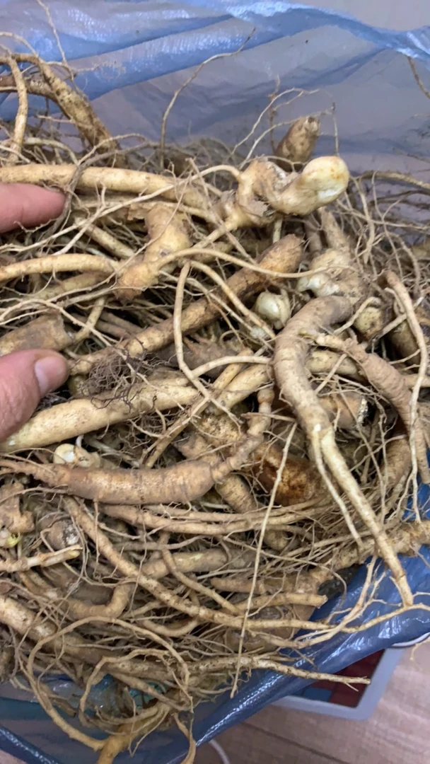 长白山鲜参自家种植
