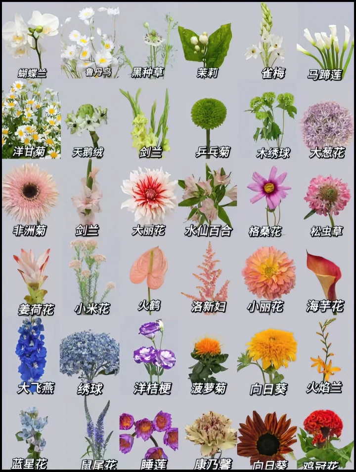 云南鲜花批发基地鲜花配草