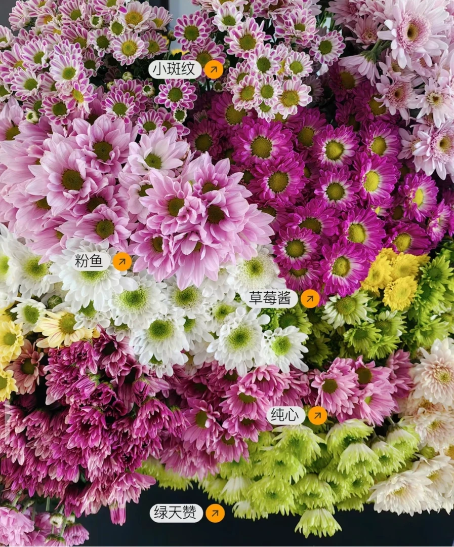 云南基地鲜花 花期长耐高温小雏菊