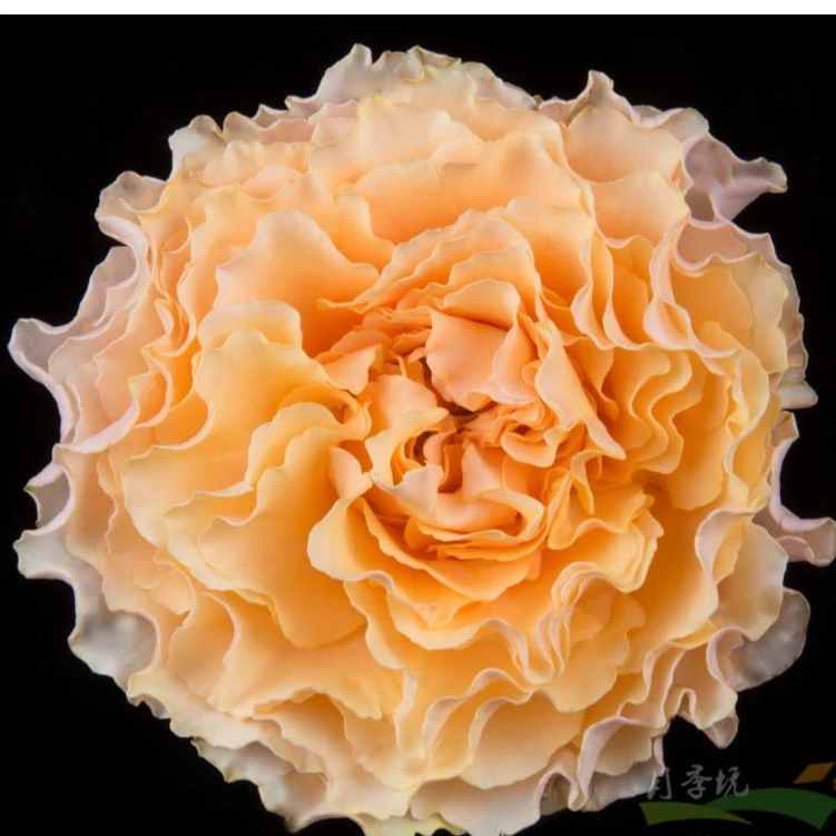 舞裙系列月季桃舞裙月季抗病耐热长势强橙黄复色香味品种新品小苗