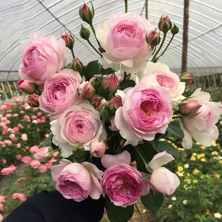 S12盆紫色灌木浓香维萨里月季丰花抗病好栽阳台或庭院种花卉绿植