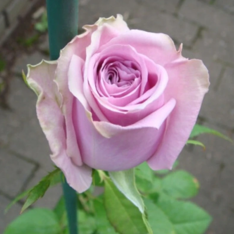 【 布鲁斯亚罗】去盆带土母本大苗切花紫色多季阳台庭院花卉直立苗