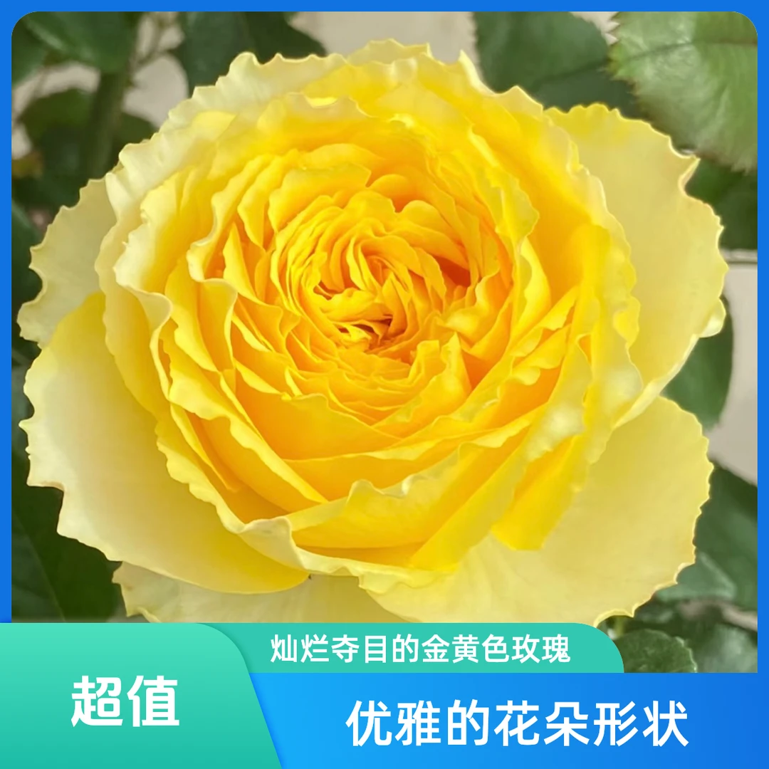 S18中大苗【阳光笑容】灌木浓香大花丰花勤花阳台庭院绿植花卉月季