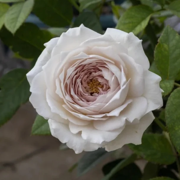 牛乳珍珠浓香灌木大花新品阳台庭院绿植花卉月季花苗地载盆栽