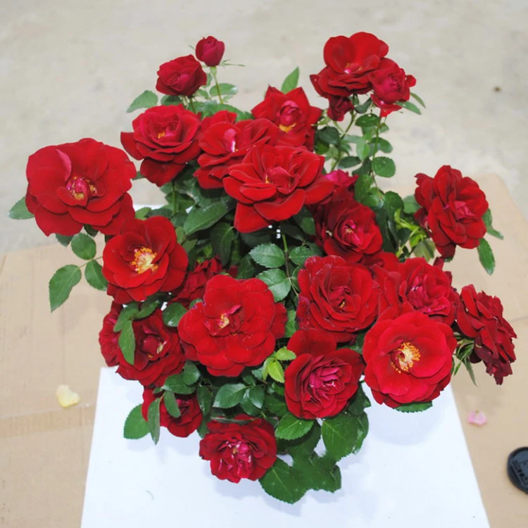 微型月季流星王阳台母本去盆带土花盆栽浓香四季开花丰花红色多