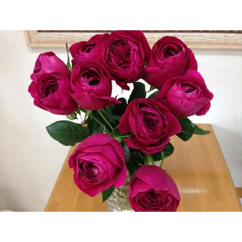 【伊芙酒窖】P18中大苗红色浓香月季花日月大花灌木切花包子盆栽