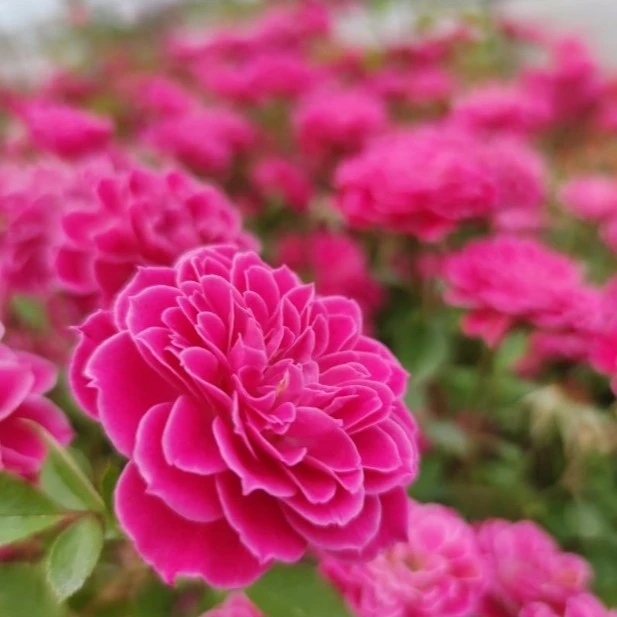 【浩田花苑】粉色微月马里奥塔 阳台微型月季花小苗