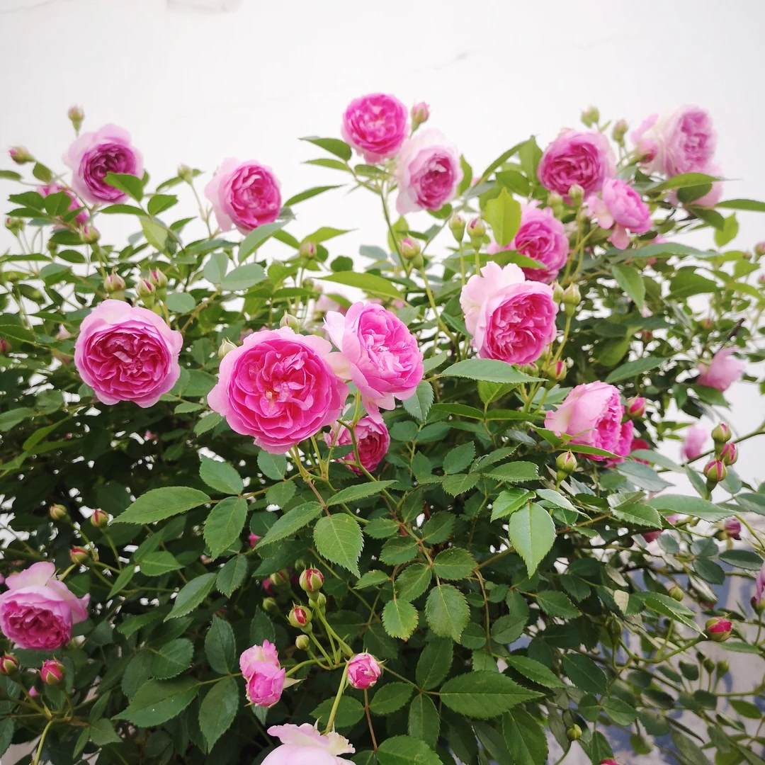 P18棒棒糖月季【玛姬婶婶】阳台微型月季勤花丰花多季开花月季嫁接