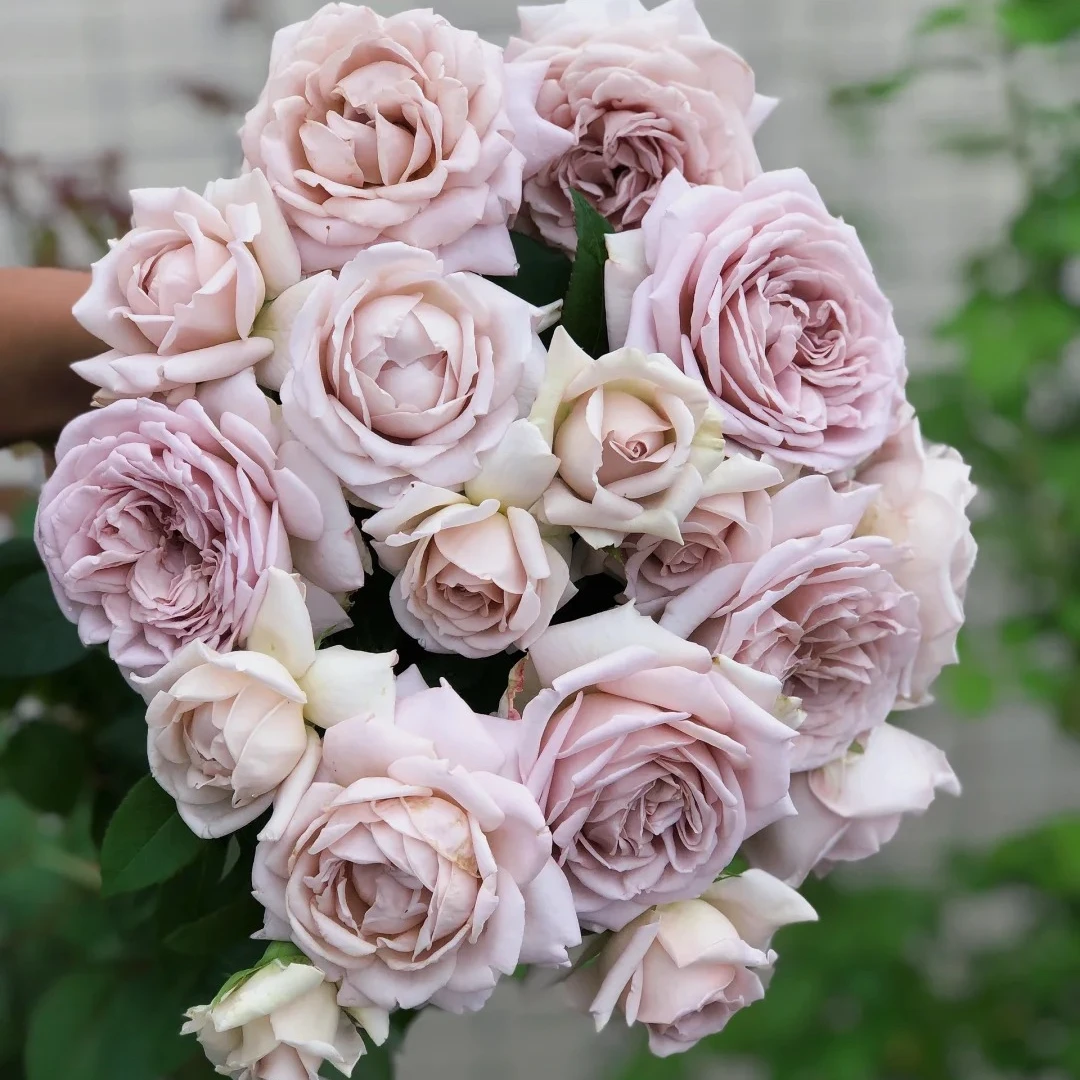 S18中大苗慈善灌木浓香大花丰花勤花耐晒耐雨林新手阳台庭院月季